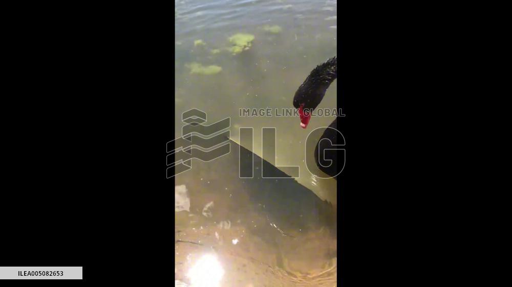 China: Black Swan Pushes Woman’s Fallen Reflector Back to Shore in Yunnan