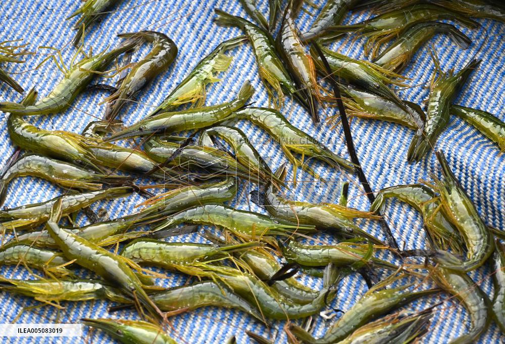 Shrimp fishing in northern Japan
