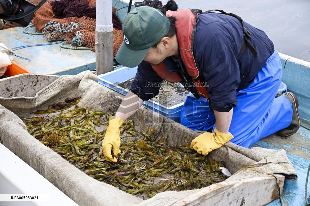 Shrimp fishing in northern Japan