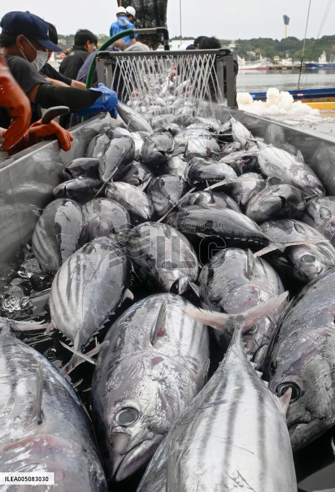 Season's 1st Bonito catch in northeastern Japan