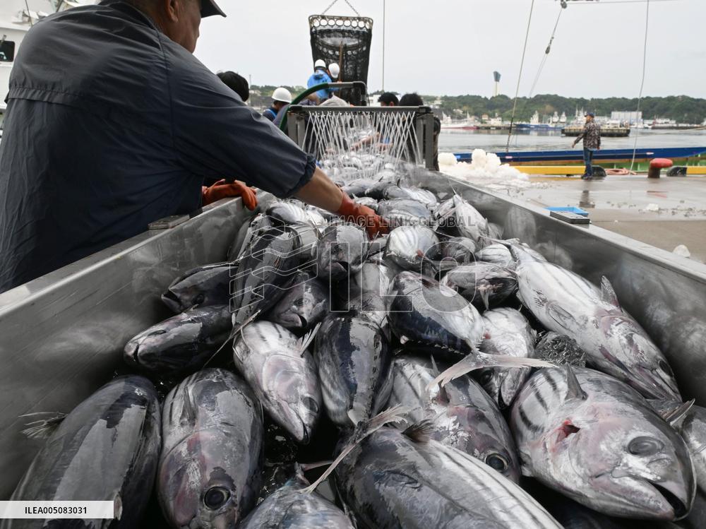 Season's 1st Bonito catch in northeastern Japan