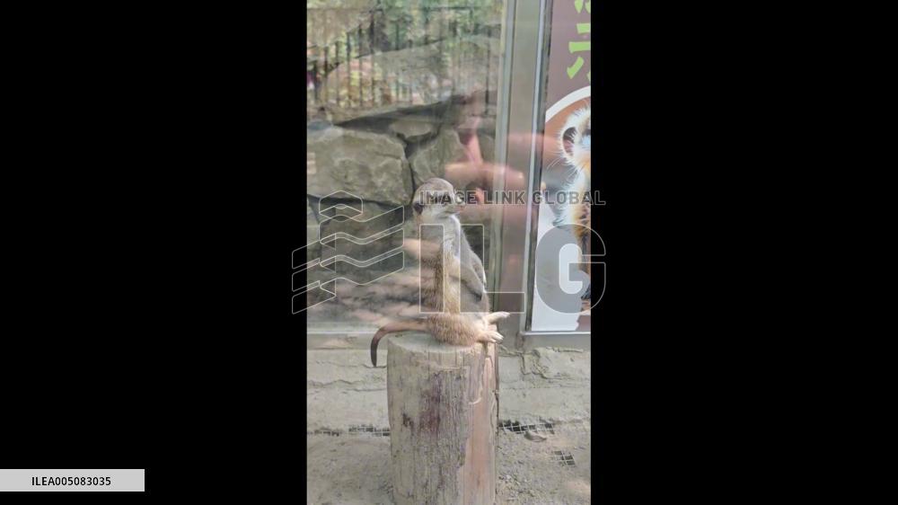 China: Meerkat Falls off Wooden Post at Chengdu Zoo