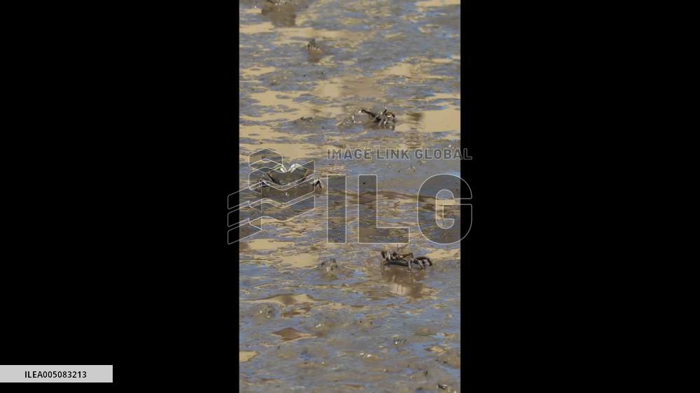 China: Crab Appears to Make Heart Shape With Claws on Beach