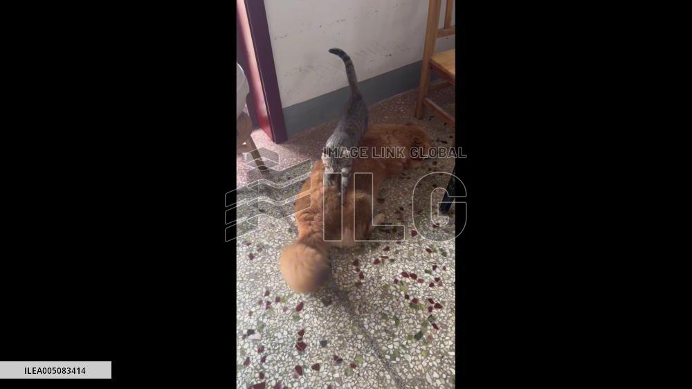 China: Cat Kneads Contentedly on Patient Dog’s Back in Hubei