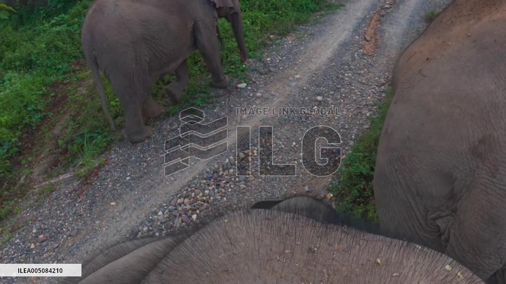 Laos: Tourist Thrown and Lifted by Elephant Trunk at Luang Prabang
