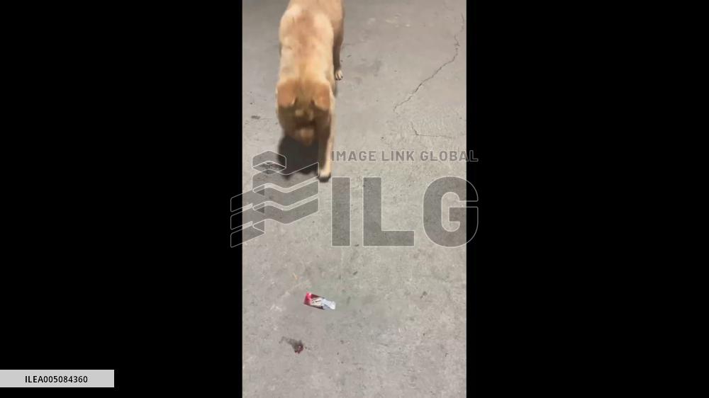 China: Dog Recovering From Venomous Snake Bite Filmed in Hunan Province