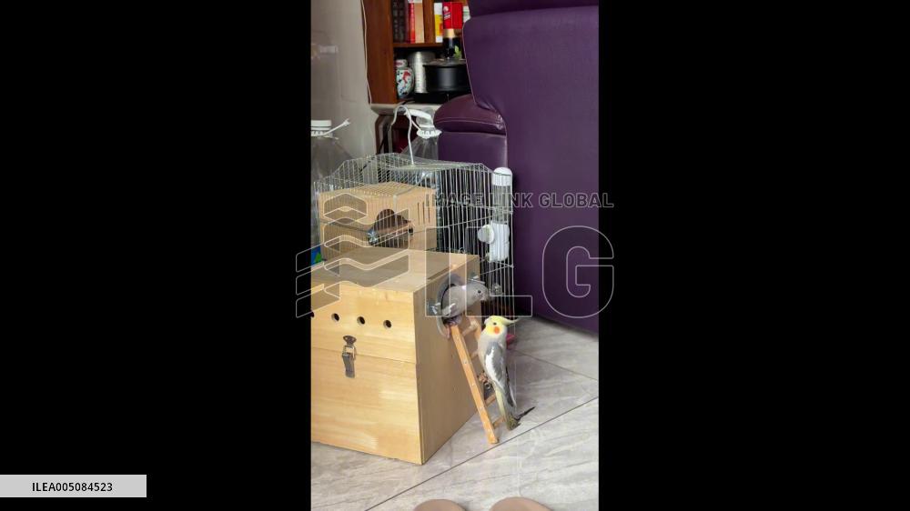 China: Female Cockatiel Knocks Ladder Down, Sending Male Companion Tumbling