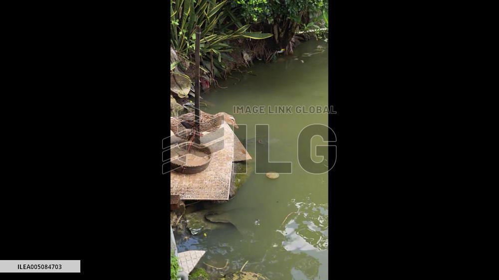 China: Duck’s Riverside Meal Draws Crowd of Fish