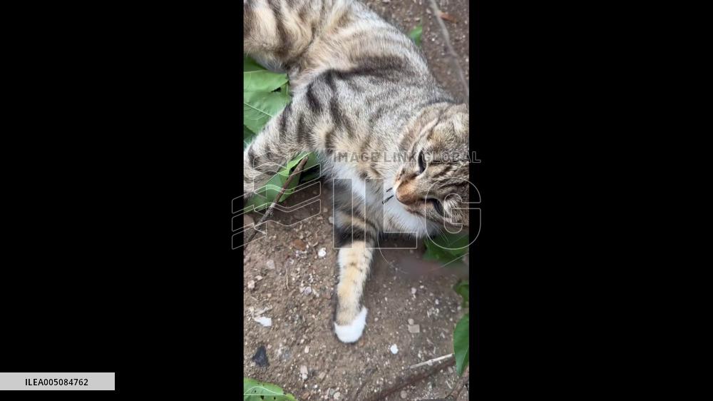 China: Stray Cat Saved After Fishhook Removed From Mouth in Dalian
