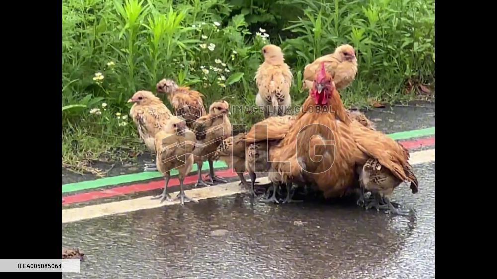 China: Mother Hen Shields Chicks From Downpour With Her Wings