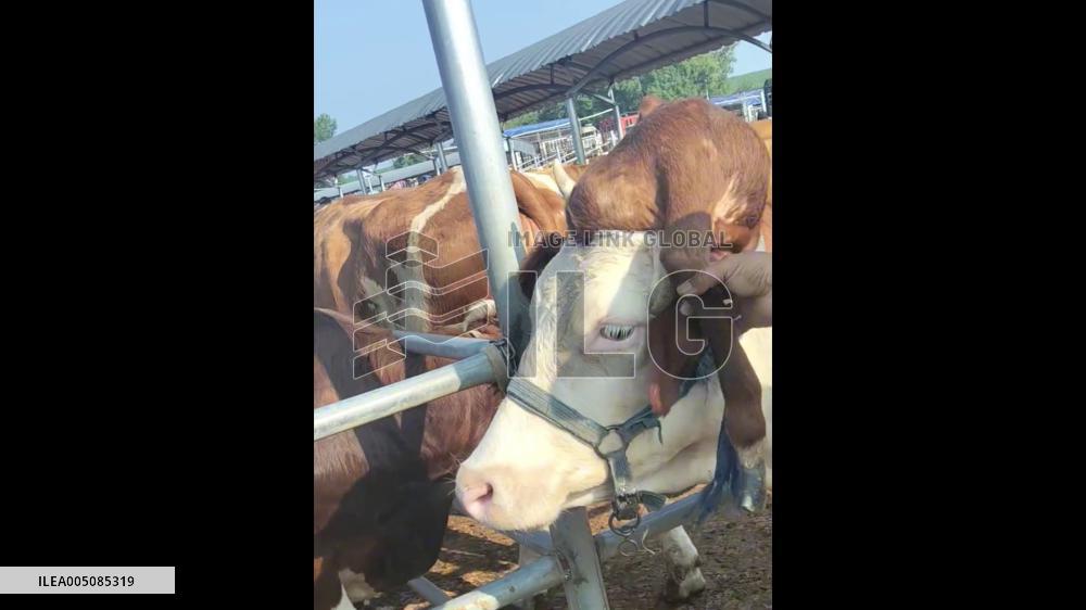 China: Cow Appears to Have Five Legs After Hooflike Growth Forms on Head