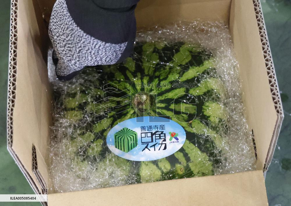 Square watermelon