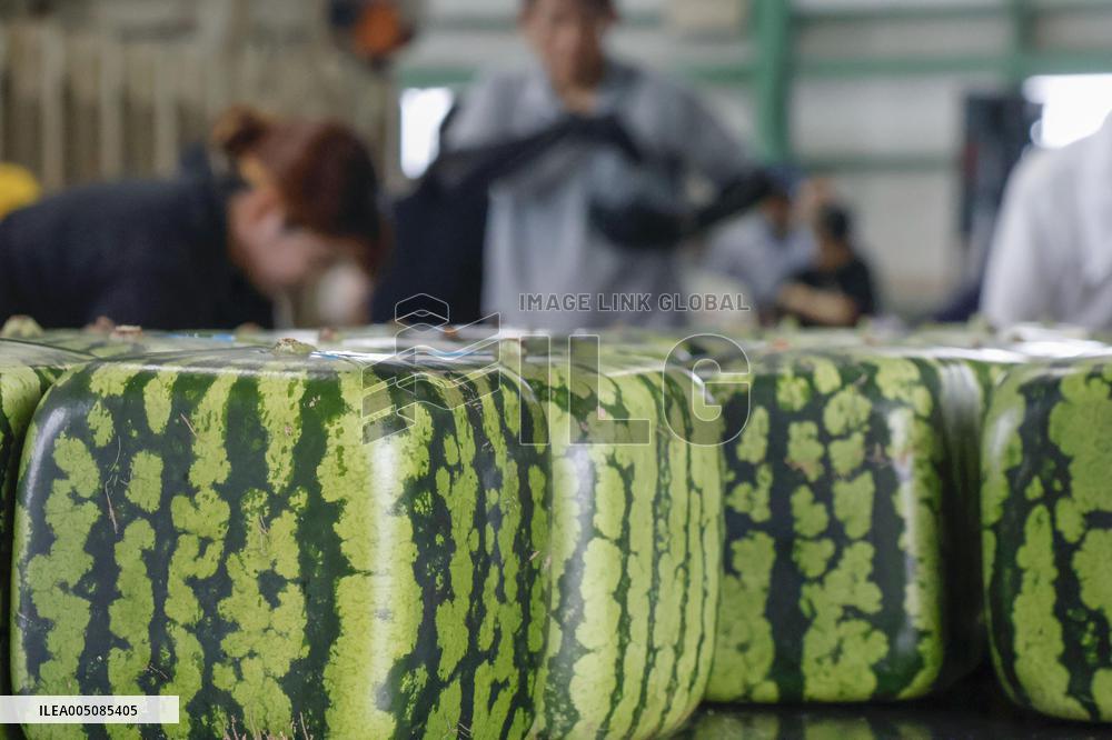 Square watermelon