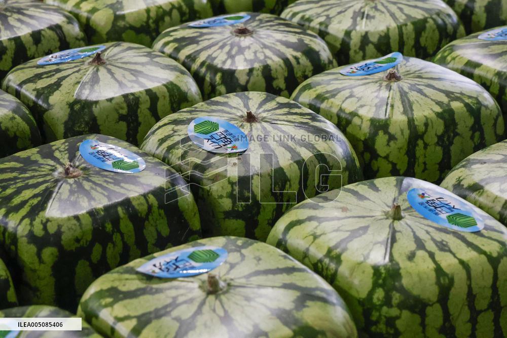 Square watermelon