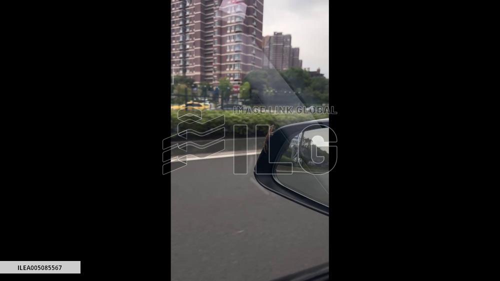 China: Tiny Gecko Desperately Clings to Car Mirror at High Speed