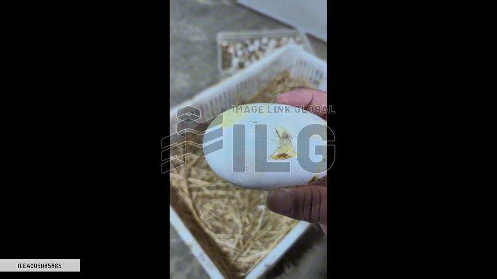 China: Double-Yolk Goose Egg Hatches Two Goslings in Heilongjiang