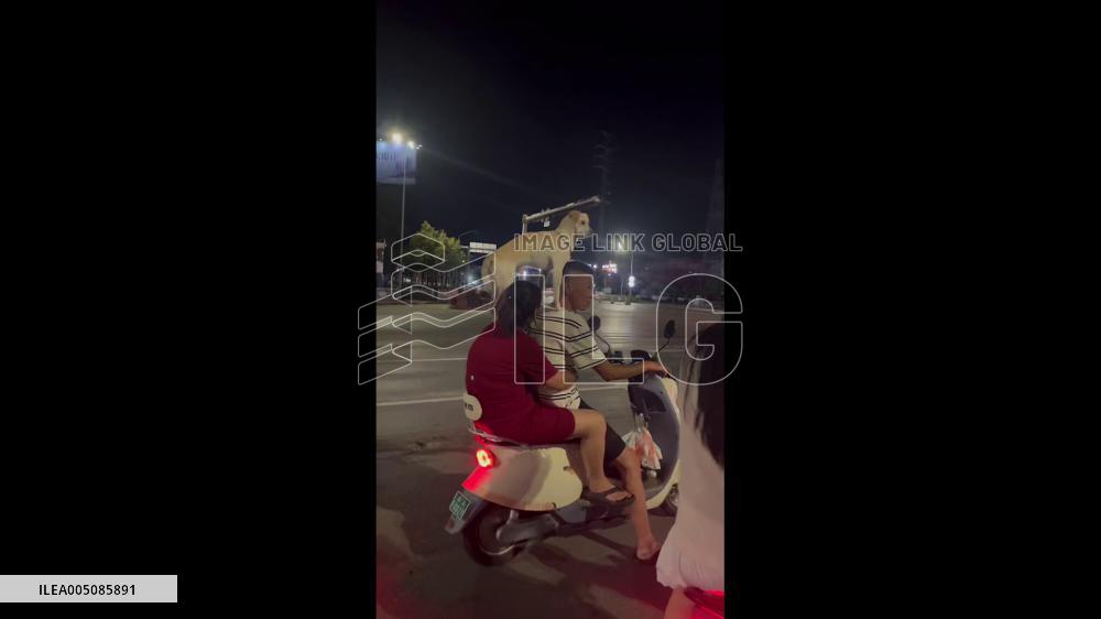 China: Labrador Balances on Owners’ Shoulders During Scooter Ride in Pu’er