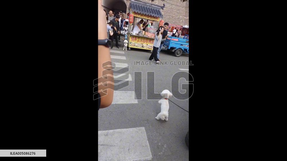 China: Poodles Appear to Bow to Each Other on Street in Shanxi