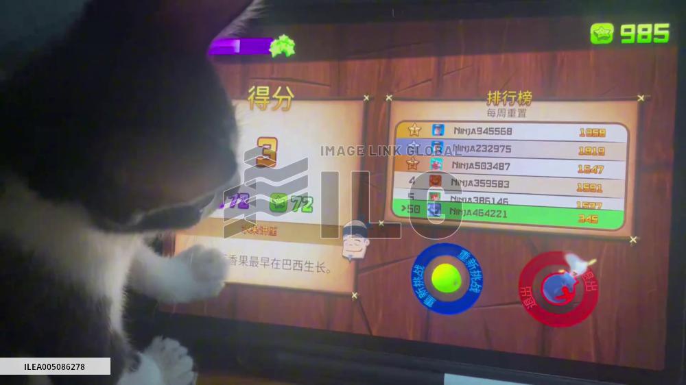China: Cat Plays Fruit-Cutting Game on Screen in Guangdong