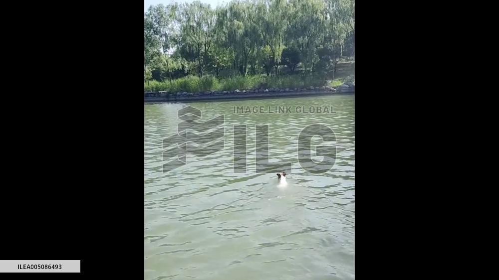 China: Pregnant Dog Rescues Drowning Bird Days Before Giving Birth