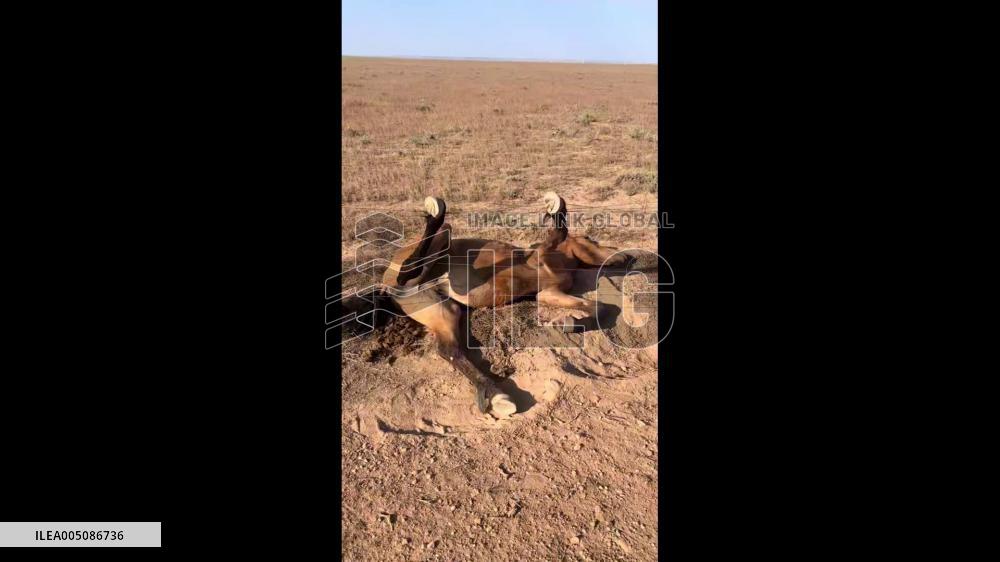 China: Herders Rescue Horse Trapped in Wire Fence
