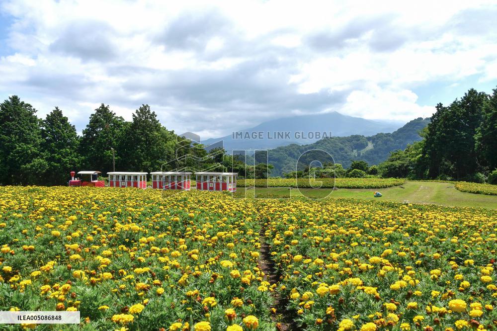 Marigold flowers in full bloom at Tottori park