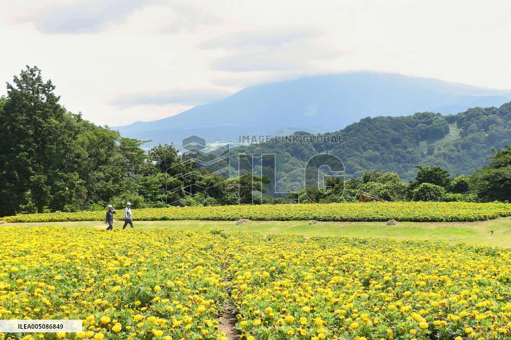 Marigold flowers in full bloom at Tottori park