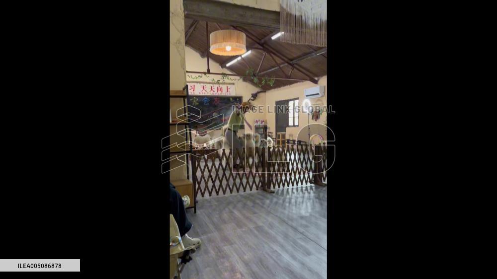China: Dogs Jump Rope With Trainer at Pet School