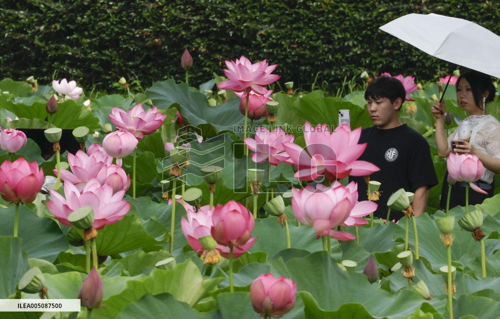 Ancient lotus flowers in eastern Japan