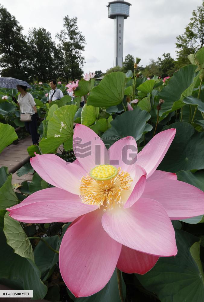 Ancient lotus flowers in eastern Japan