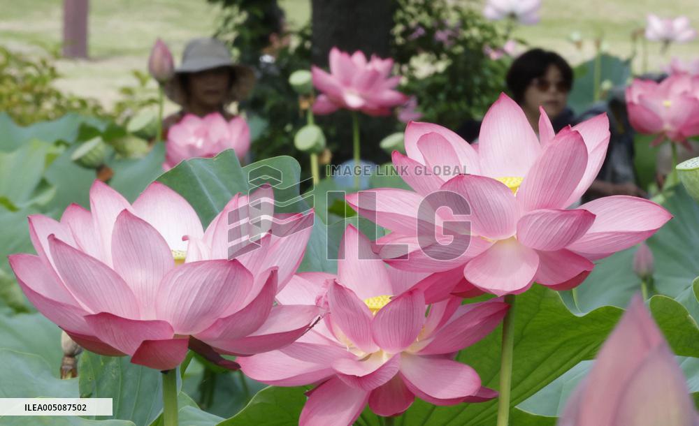 Ancient lotus flowers in eastern Japan
