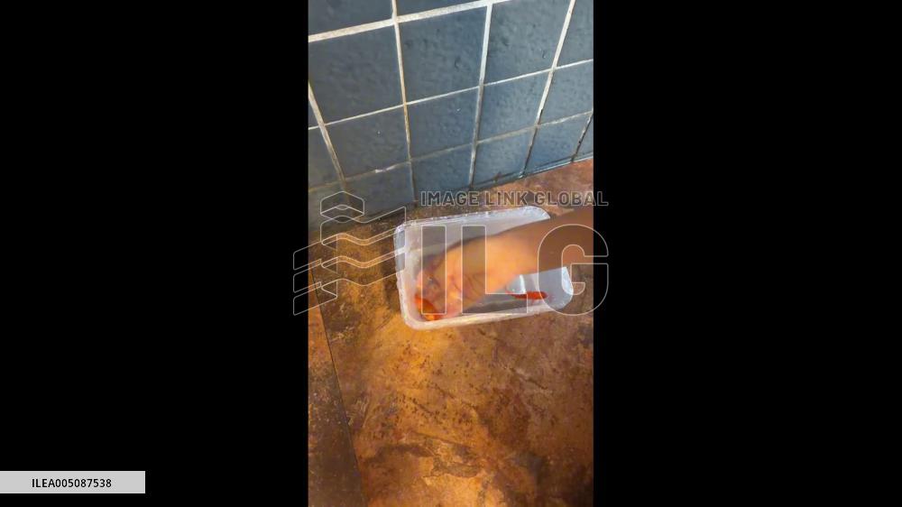 China: Goldfish Travels Through Long Water Pipe in Guangzhou