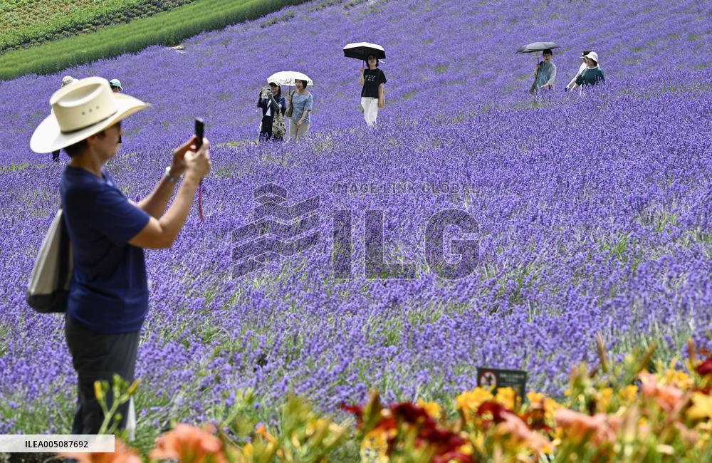 Lavender fields in northern Japan
