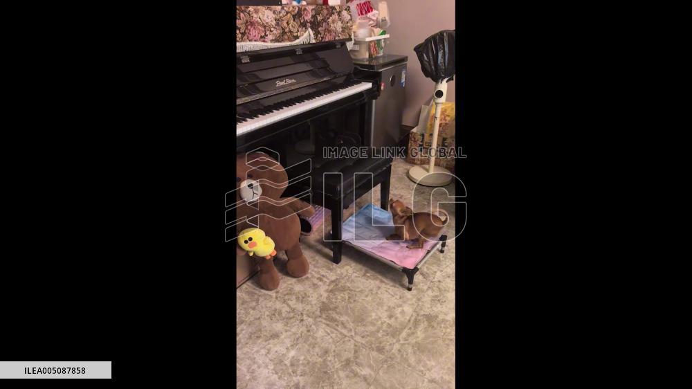 China: Dog Plays Piano and Sings During Morning Performance
