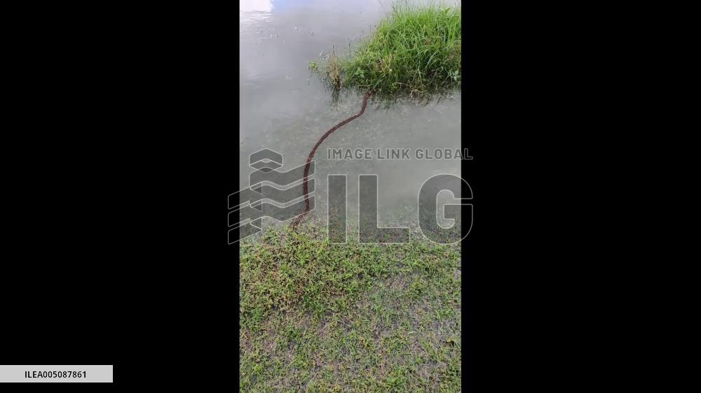 China: Ants Form Living Floating Bridge Across Water Ditch in Fujian