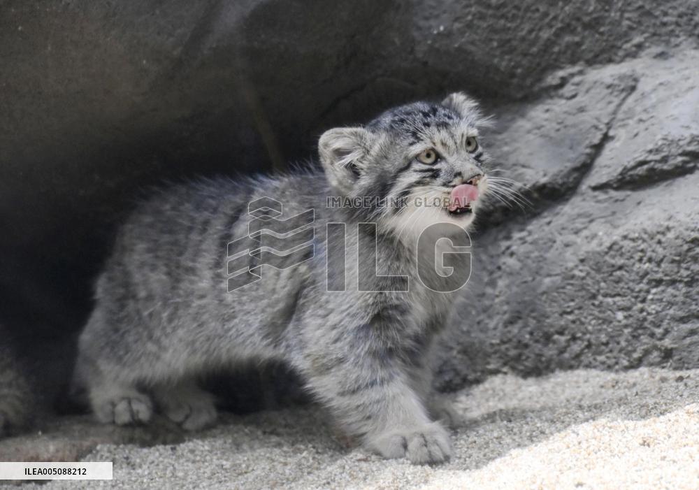 Pallas's cat kittens in Kobe