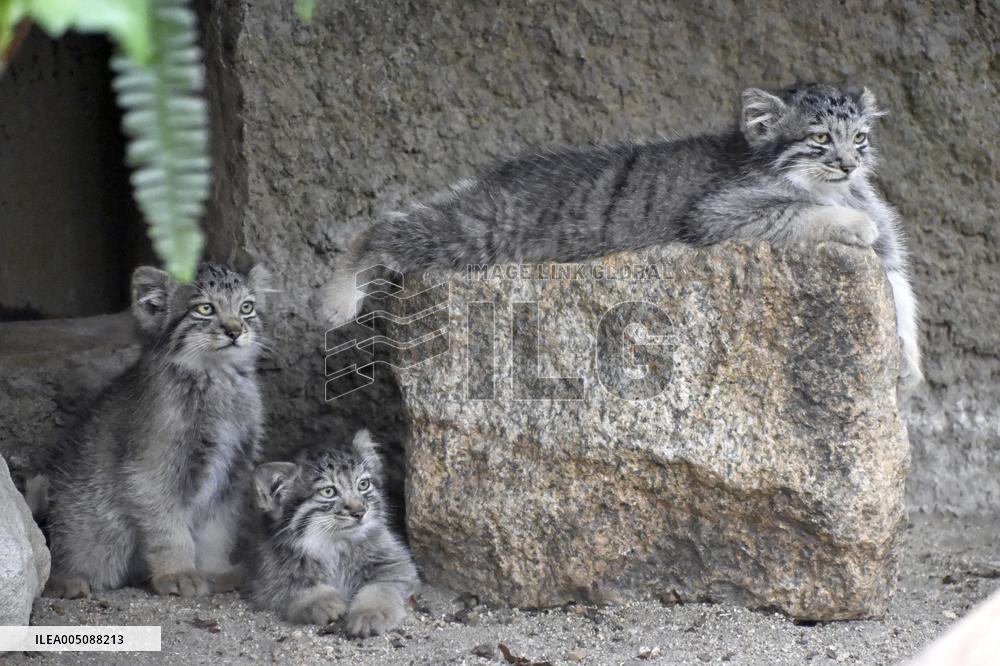 Pallas's cat kittens in Kobe