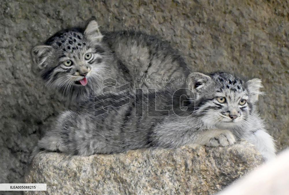 Pallas's cat kittens in Kobe
