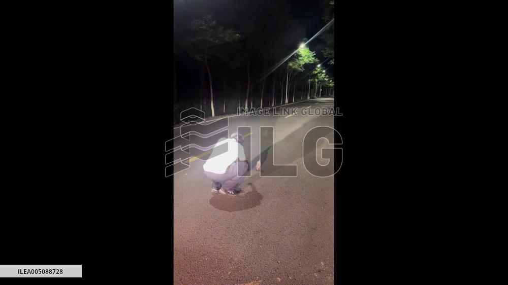 China: Man Finds Rare Collared Owlet on Road in Liaoning