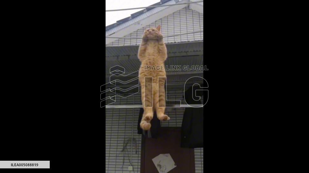 China: Cat Flips Between Clotheslines Like an Acrobat