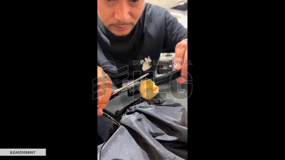 China: Playful Barber Gives Baby Chick a Haircut in Hangzhou