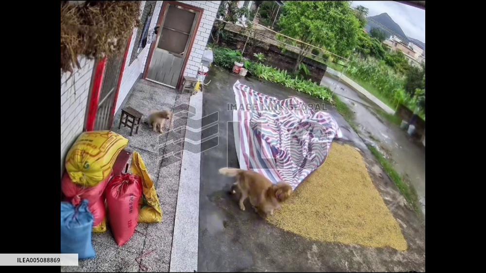 China: Dog Covers Rice With Cloth Before Rain Arrives in Guangdong
