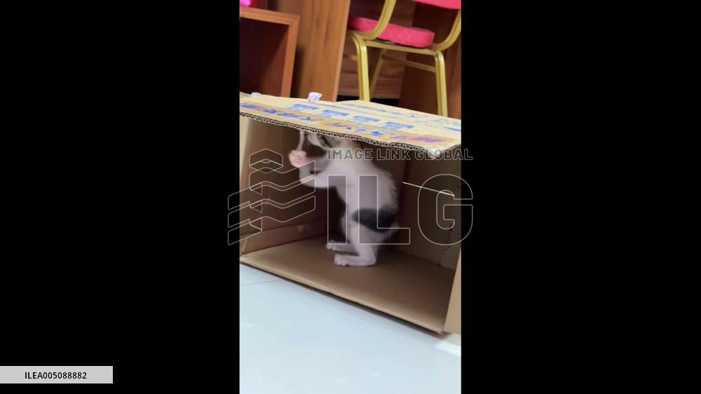 China: Kitten’s Boxing “Training” Session Goes Viral in Wuhan