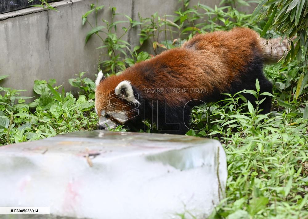 Hokkaido zoo animals cool off with ice