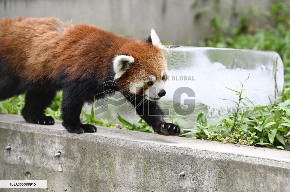 Hokkaido zoo animals cool off with ice