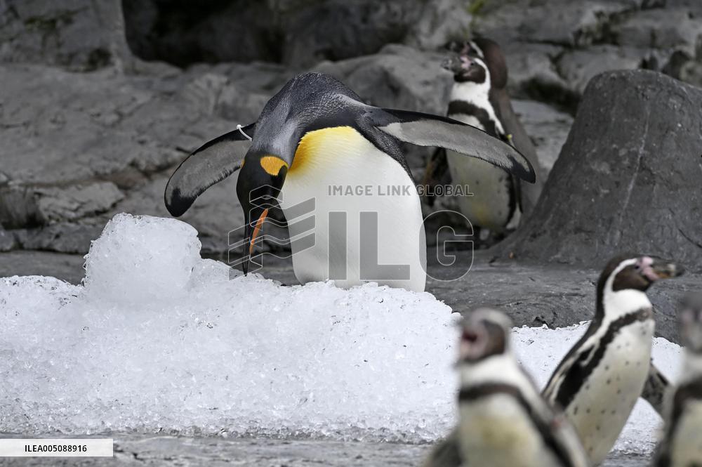 Hokkaido zoo animals cool off with ice