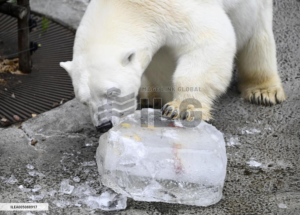 Hokkaido zoo animals cool off with ice