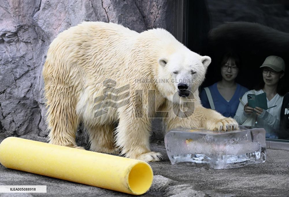 Hokkaido zoo animals cool off with ice