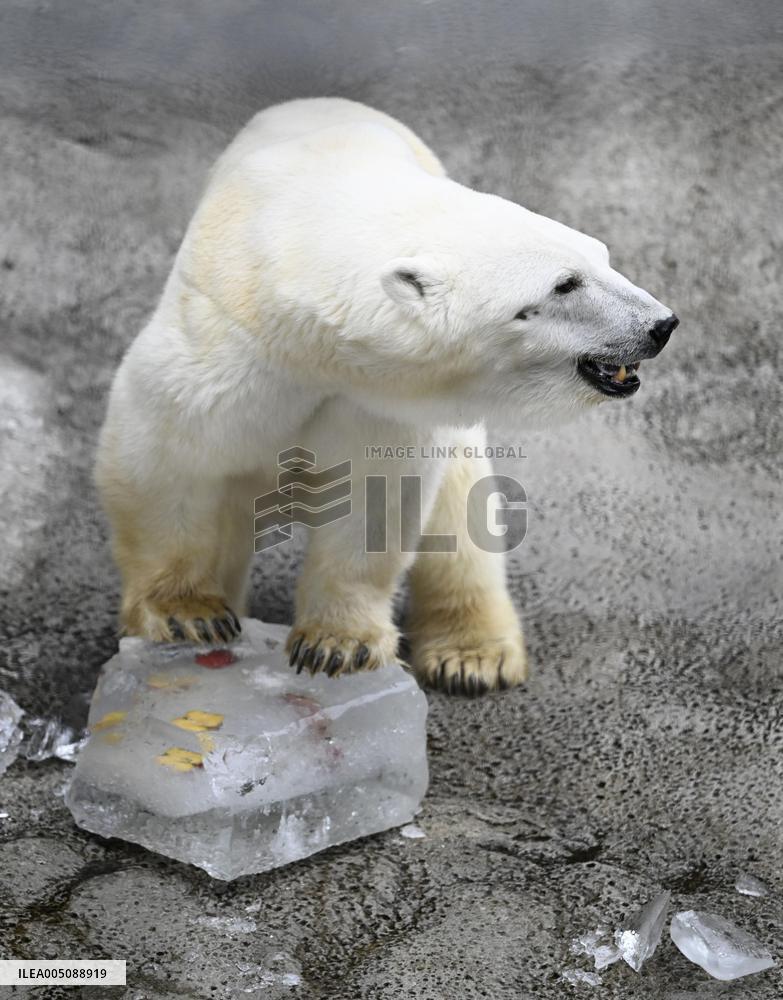 Hokkaido zoo animals cool off with ice