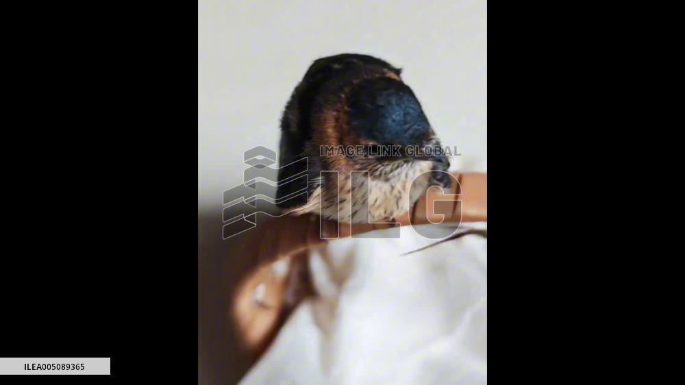 China: Recorded Swallow Call Tricks Baby Bird Into Eating